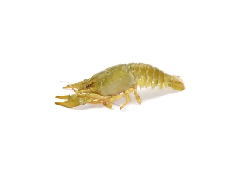 crawfish on a white background. - Texas View