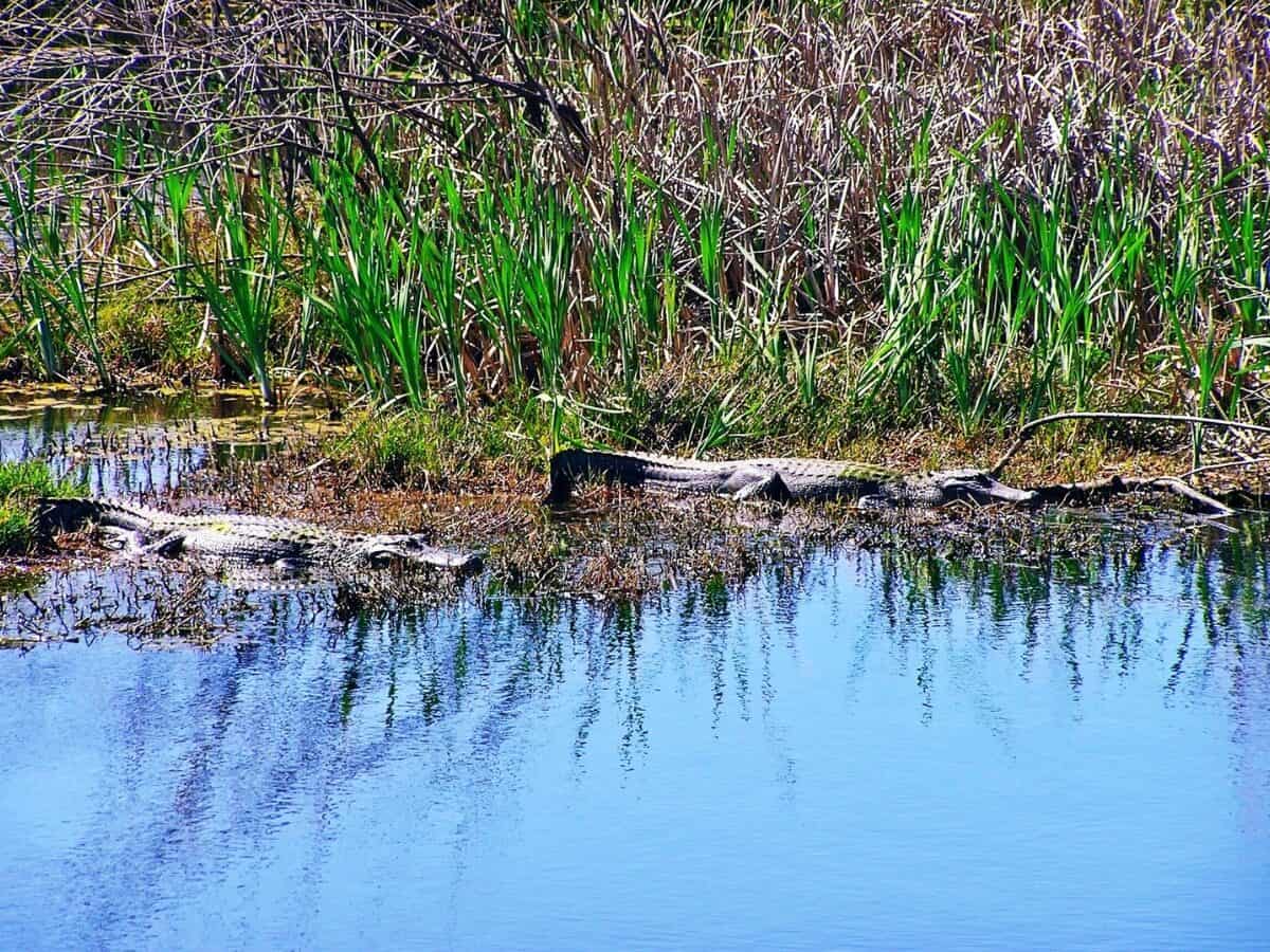 2 Alligators In The Marsh At Anahuac Wild Life Natuer Reserve. - Texas News, Places, Food, Recreation, And Life.