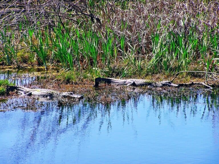 2 Alligators in the marsh at Anahuac wild life natuer reserve. - Texas View
