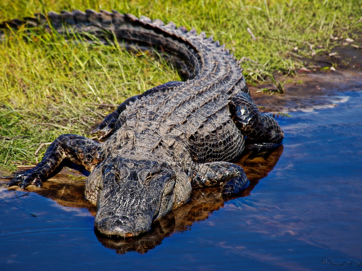 Alligator entering water - Texas View