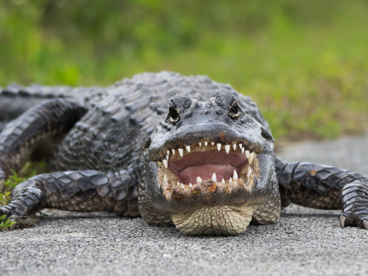 Alligator with his mouth open - Texas View