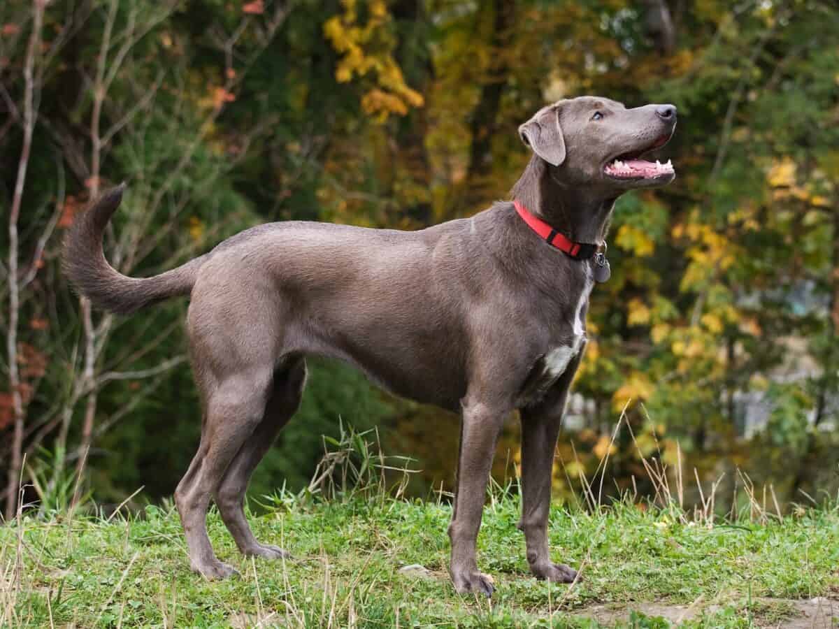 Blue Lacy Dog Breed - Texas News, Places, Food, Recreation, and Life.