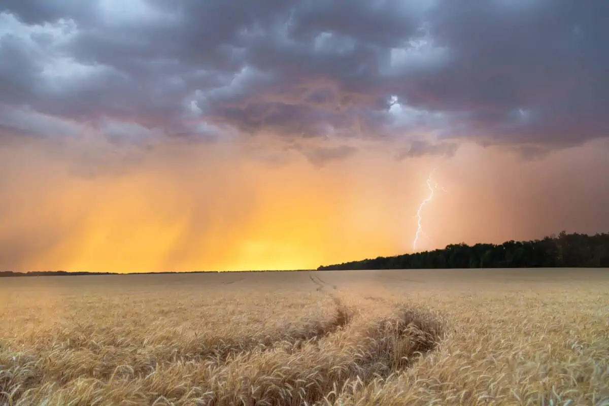 Dark thunderclouds over a wheat field at sunset. The beginning of a hurricane in the state of Texas. - Texas View
