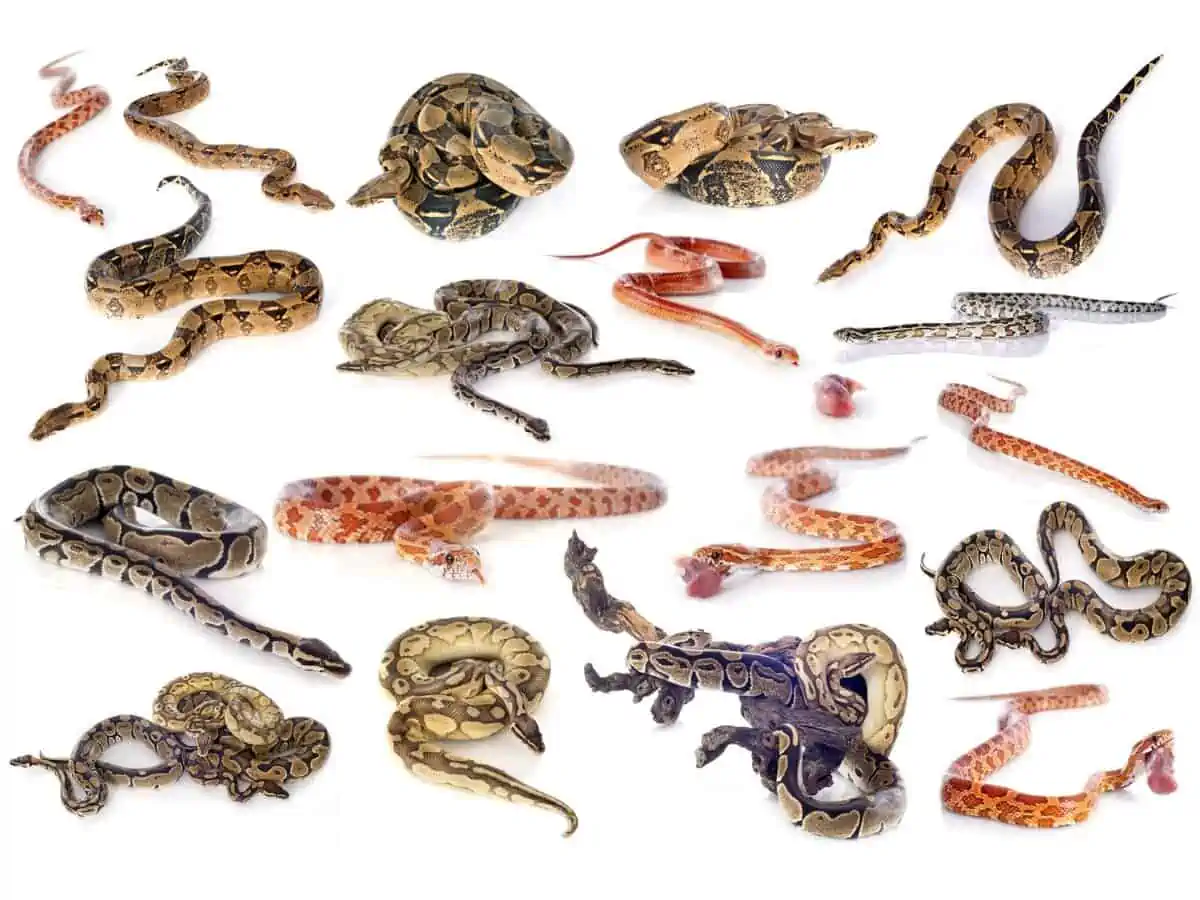 Different snakes on a white background. - Texas News, Places, Food, Recreation, and Life.