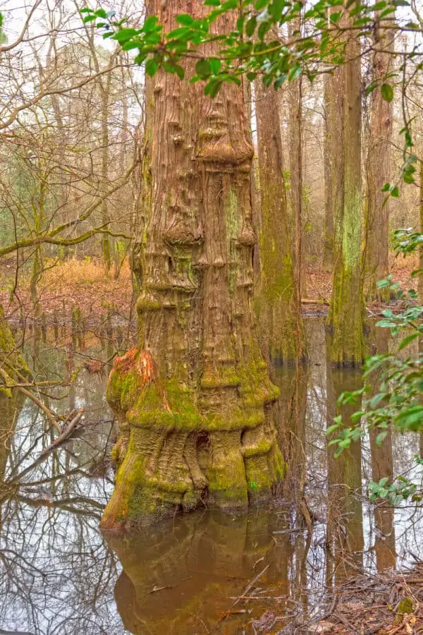 Distinctive Cypress Tree Trunk in the Wetland Forest in Big Thicket National Preserve in Texas — Photo - Texas View