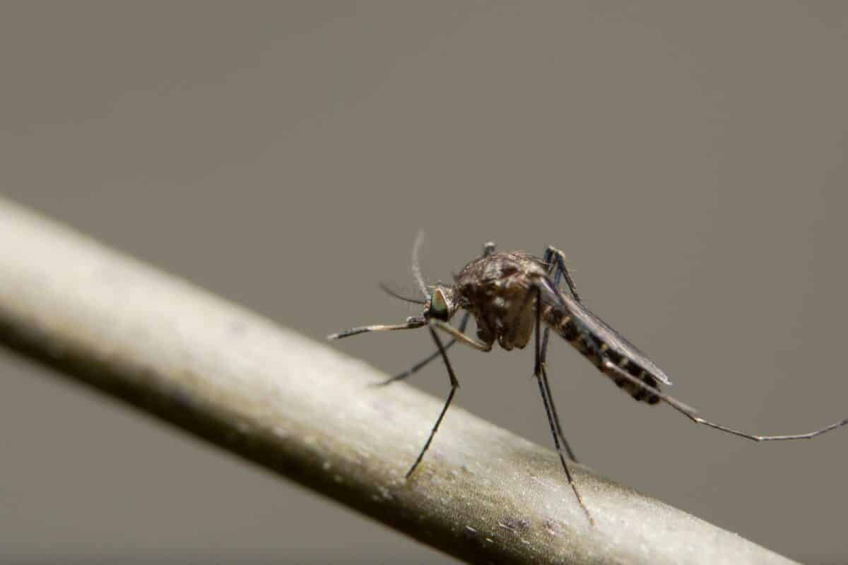 Mosquito close up photo on a branch. - Texas View