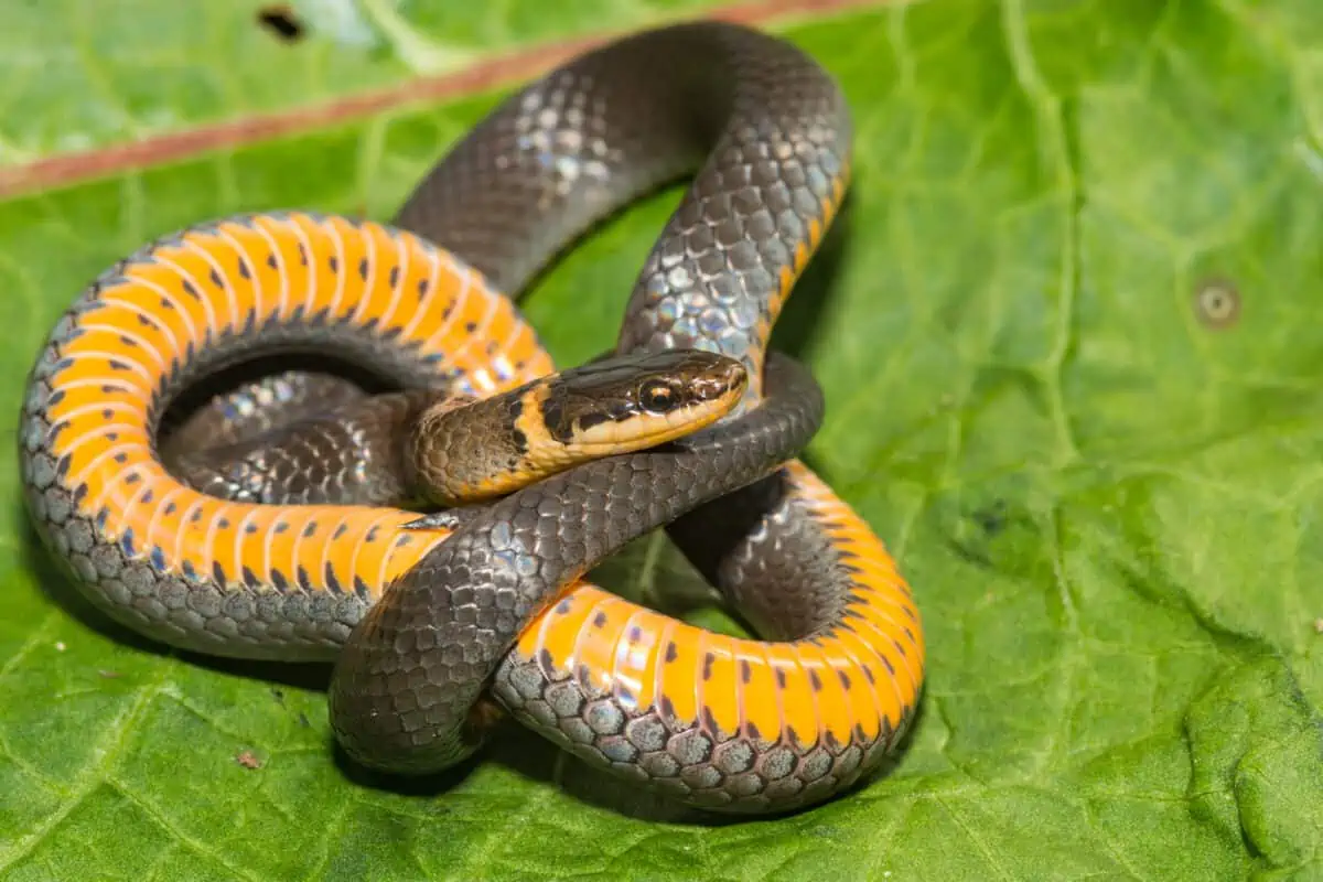 Northern Ringneck Snake Diadophis Punctatus Edwardsii. - Texas News, Places, Food, Recreation, And Life.
