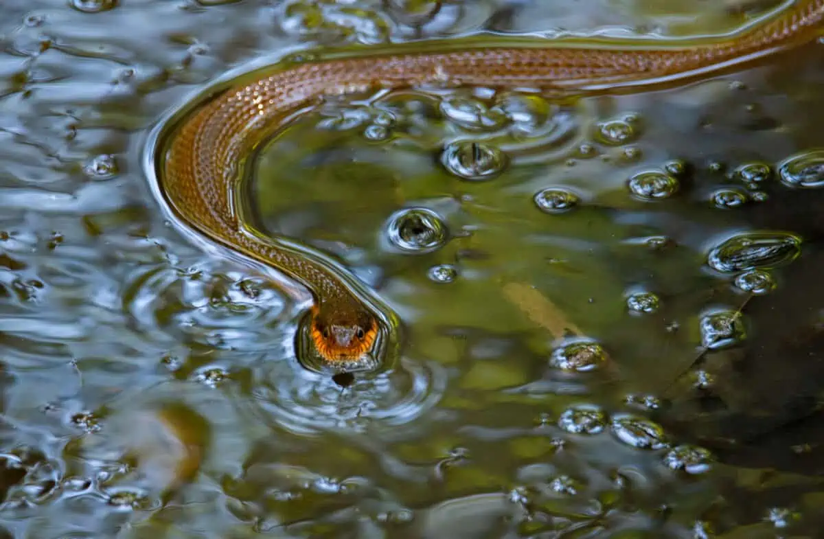 Plain Bellied Water Snake Swimming In Small Pool. - Texas News, Places, Food, Recreation, And Life.