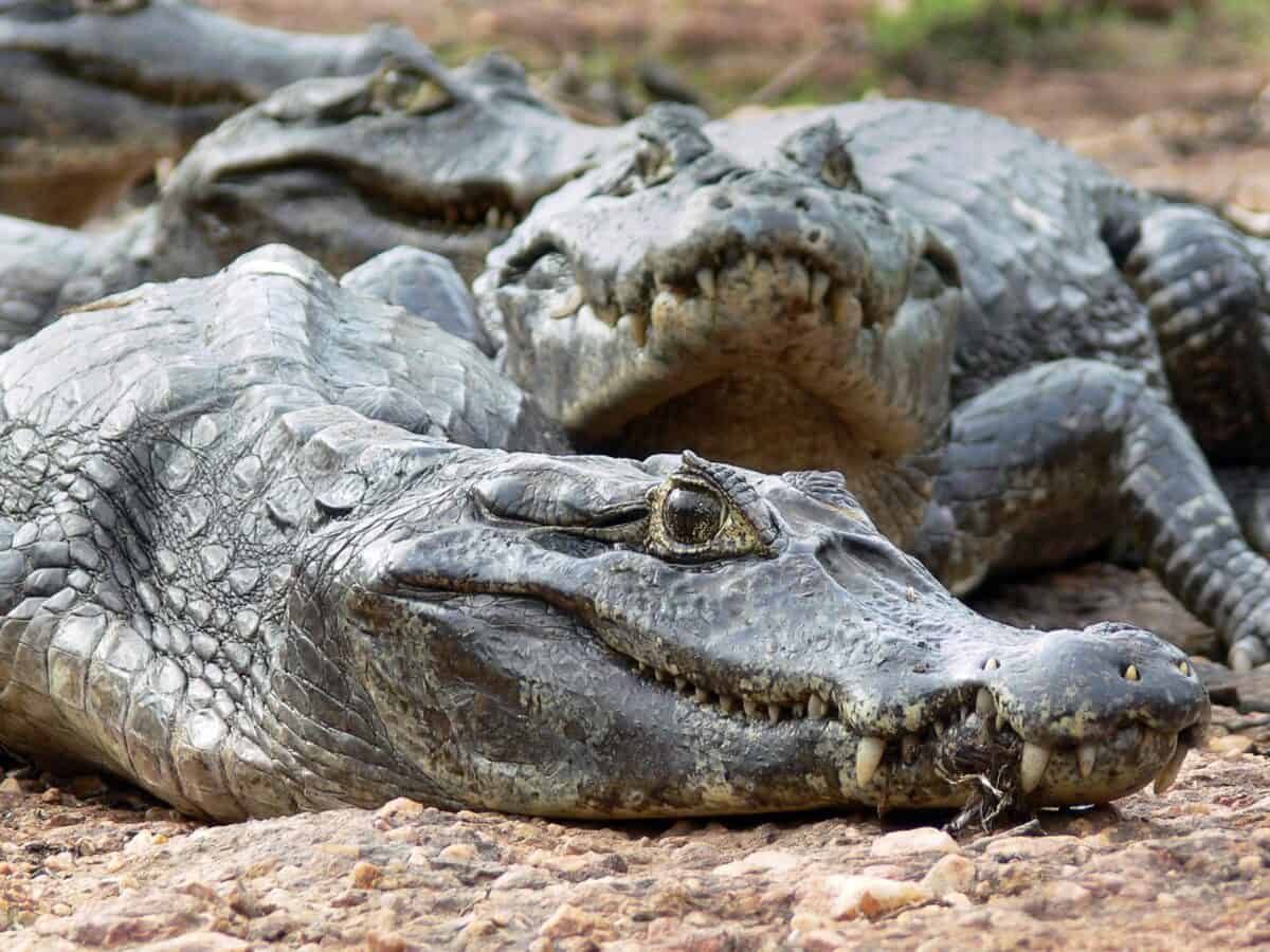 Three Alligators - Texas News, Places, Food, Recreation, And Life.