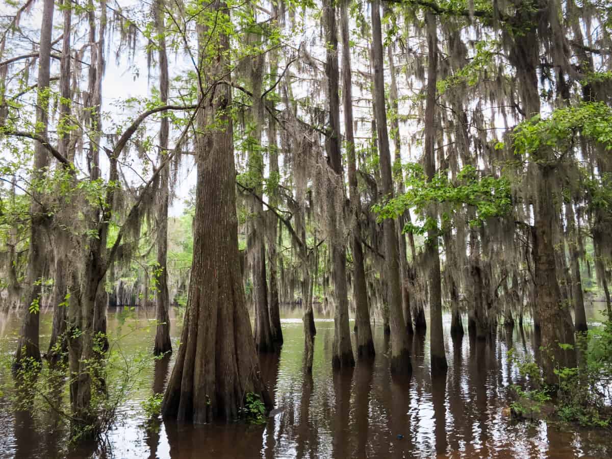 Caddo Lake State Park in Piney Woods Region - Texas View