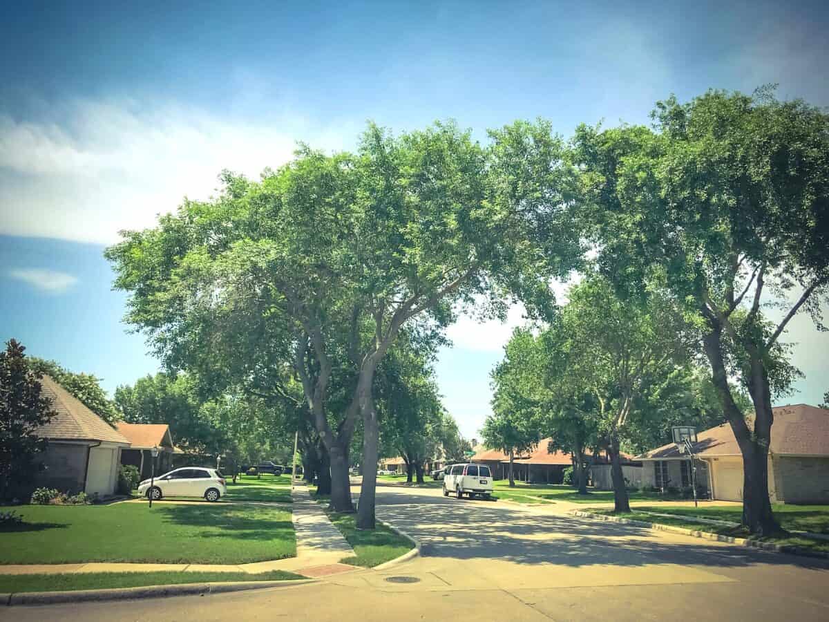Tall oak trees canopy street and bungalow style single family detached house neighborhood in West of Dallas Texas USA. Summertime with cloud blue sky cars on street and near sidewalk pathway. - Texas View