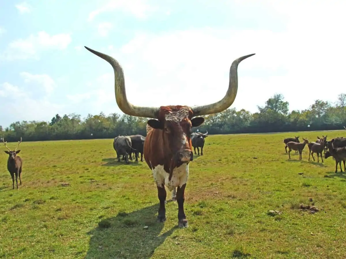 Texas Longhorn - Texas News, Places, Food, Recreation, And Life.