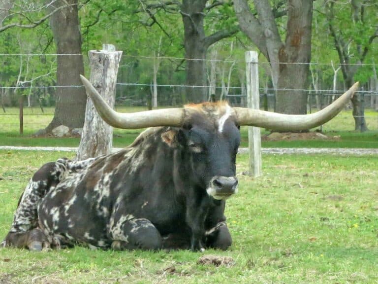Texas Longhorn in Alvin Texas. - Texas View