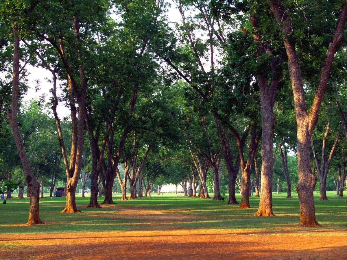 Trees In Pecan Park in Nacogdoches Texas are in nice rows. - Texas View