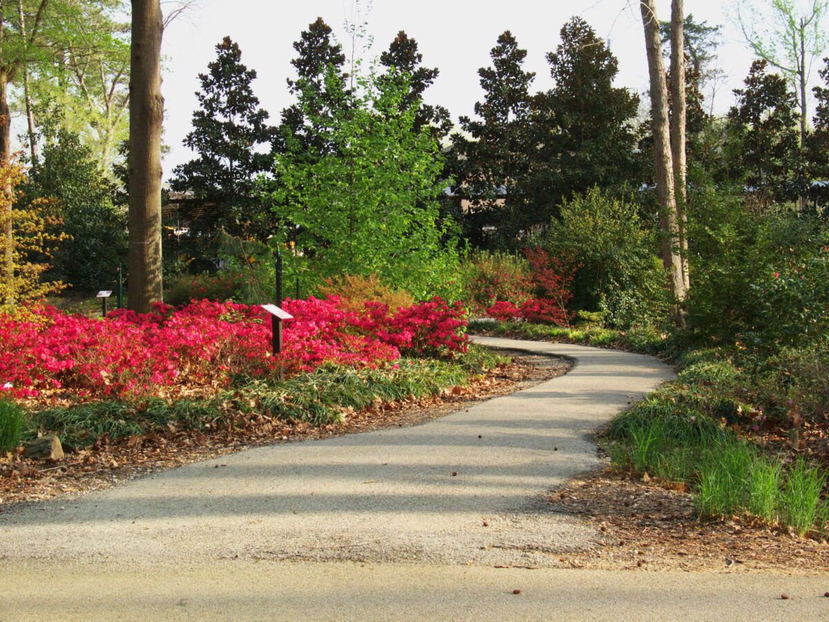 a path in the Ruby M. Mize Azalea Garden located in Nacogdoches Texas in spring bloom. - Texas View