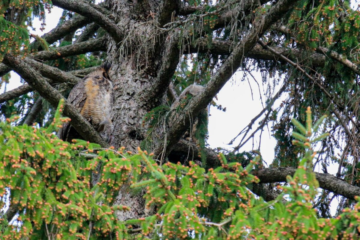 A great horned owl perched in a tree. - Texas View