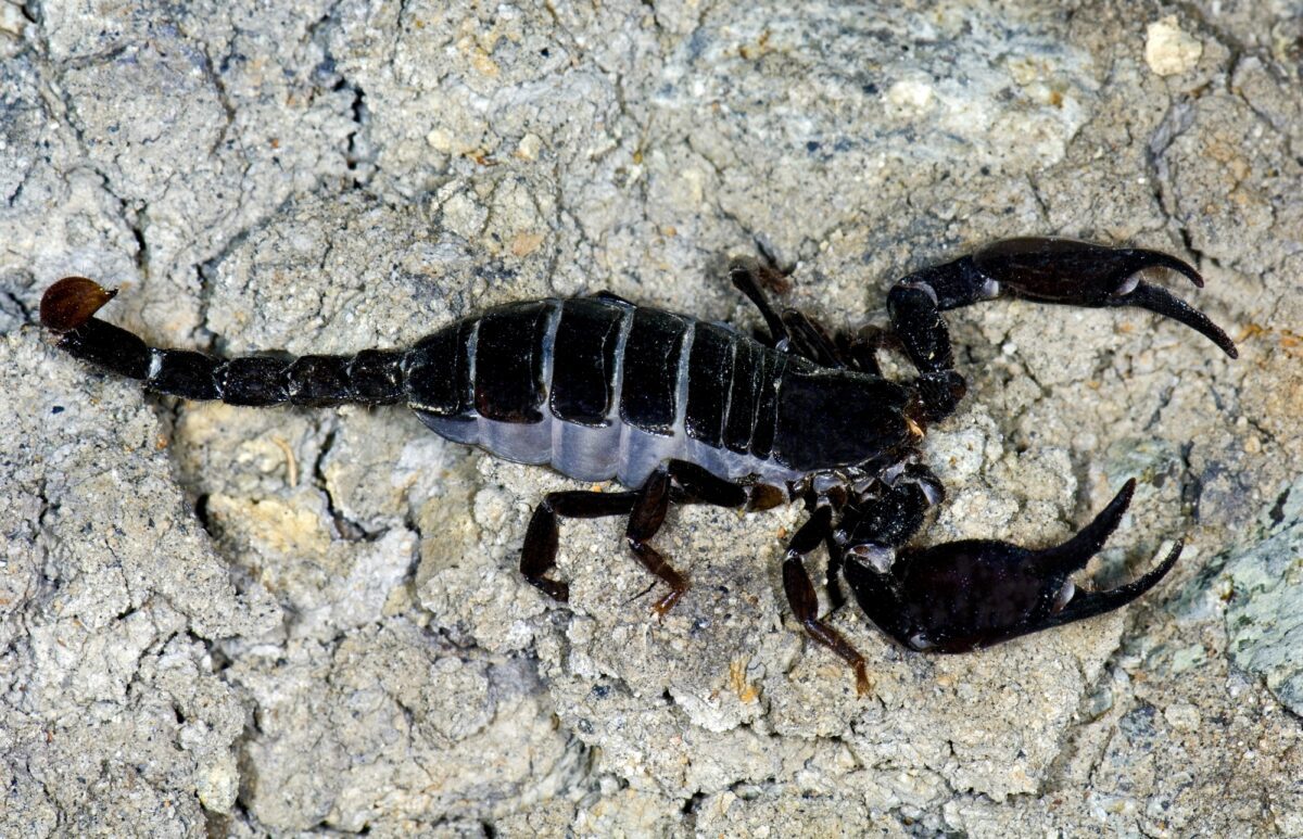 Black Scorpion On Road Brewster County Texas. - Texas View