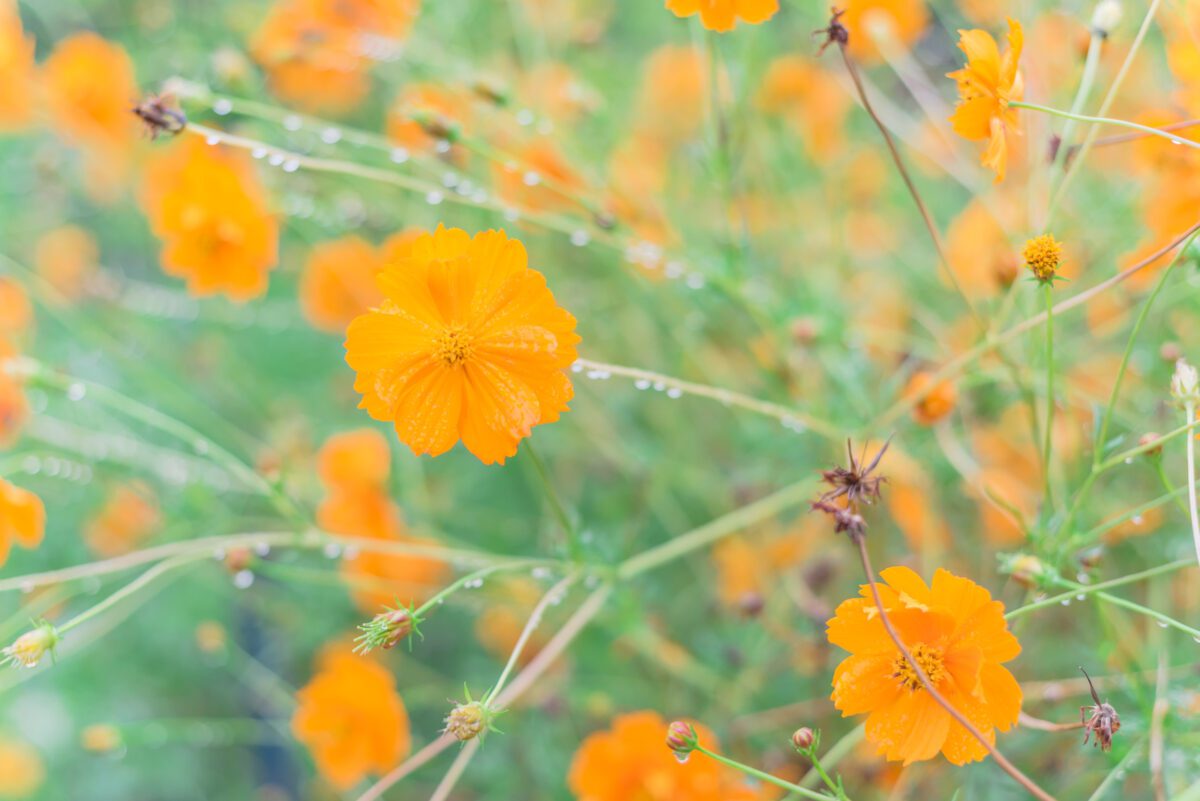 Blossom Cosmos sulphureus or yellow sulfur cosmos with water drops at community garden near Dallas Texas America. Blooming flowers with buds and rain drops on long stem. - Texas View