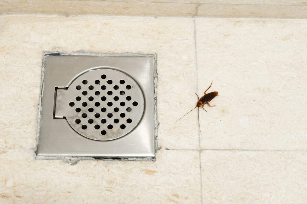 Cockroach in the bathroom near the drain hole. The problem with insects. Cockroaches climb through the sewers. - Texas View