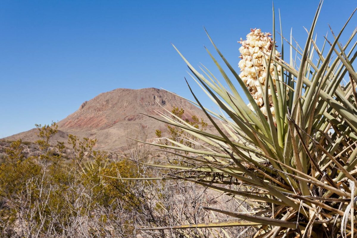 Flowering Torrey Yucca in Chihuahuan desert of Big Bend National Park Texas US. - Texas News, Places, Food, Recreation, and Life.