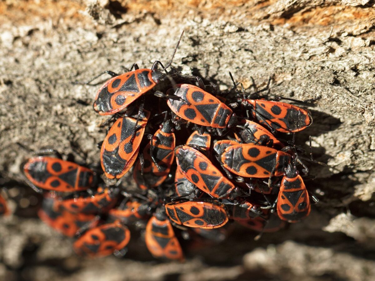 Forest cockroaches on the bark of a tree. - Texas News, Places, Food, Recreation, and Life.