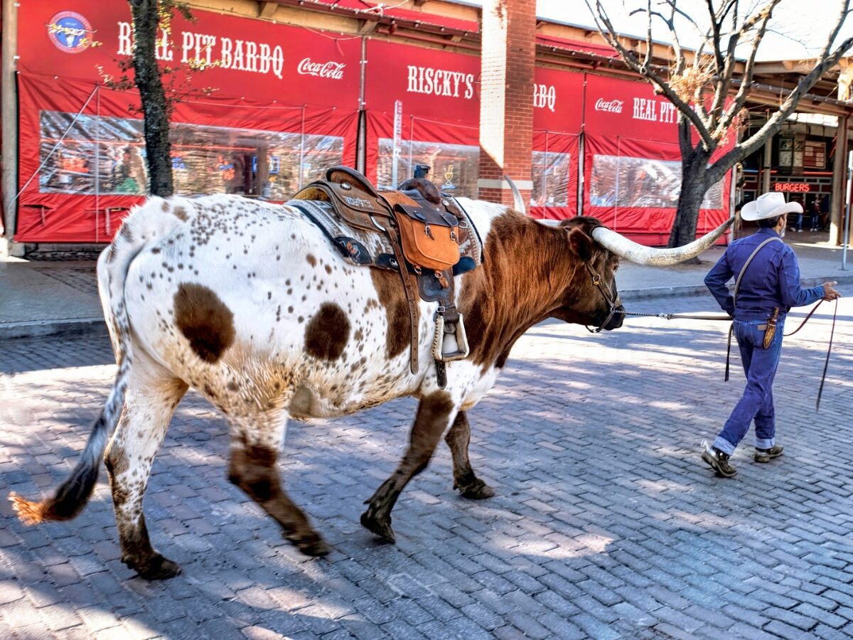 Fort WorthTexas Jan.42020 Longhorn cattle drive at the Fort Worth Stockyards which happens ever day at 1030 and 400 for free to experence. - Texas View