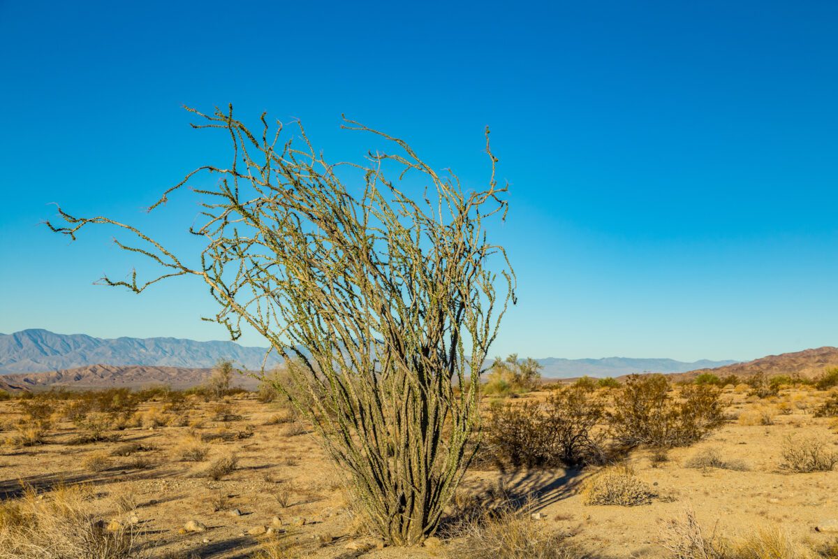 Ocotillo Is Not A True Cactus. For Much Of The Year The Plant Appears To Be An Arrangement Of Large Spiny Dead Sticks Although Closer Examination Reveals That The Stems Are Partly Green. - Texas News, Places, Food, Recreation, And Life.