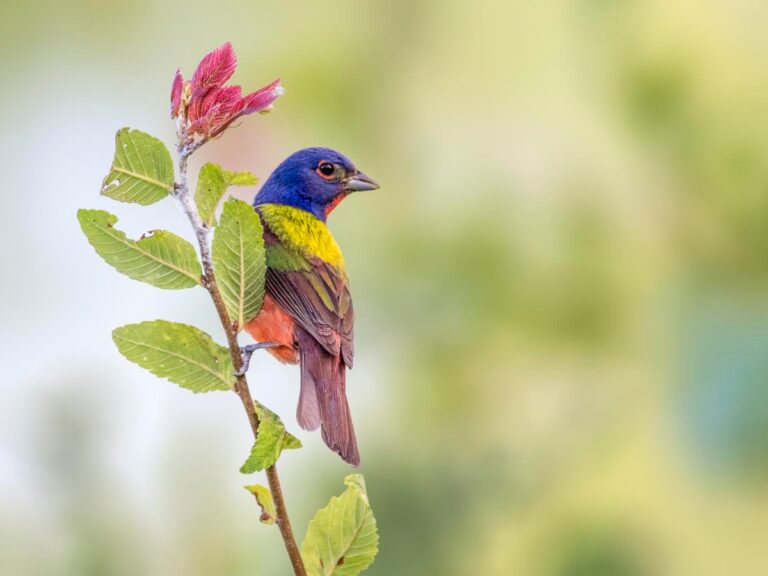 Painted Bunting hanging off a plant in Dallas Texas. - Texas View