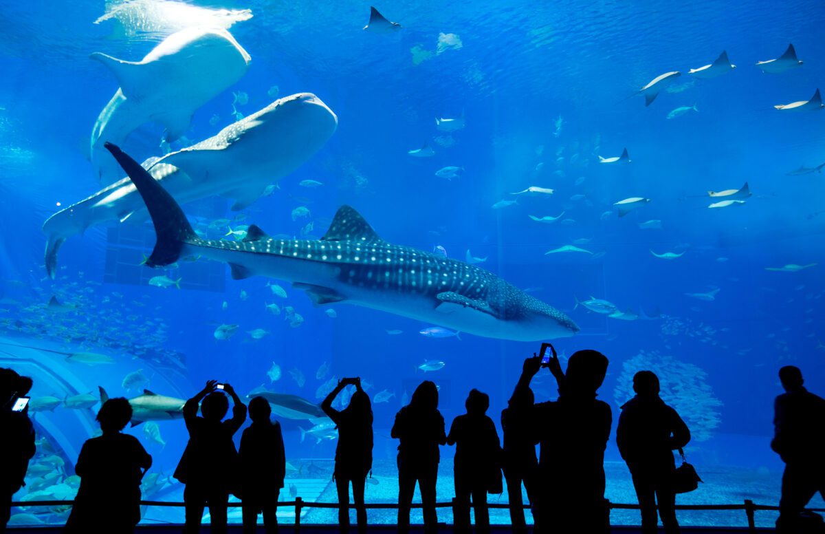 People Watching Fish At Aquarium - Texas News, Places, Food, Recreation, And Life.