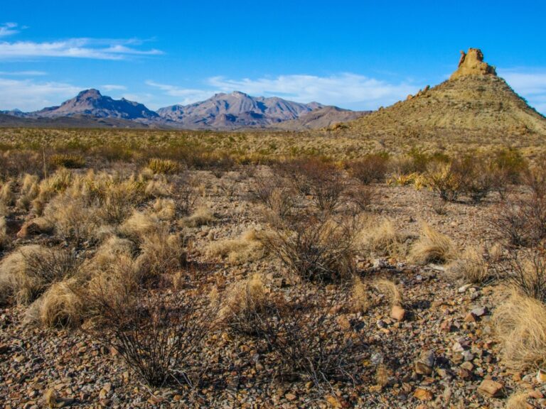 Stone desert desert landscape in the mountains in Texas in Big Bend National Park cacti and desert plants. - Texas View