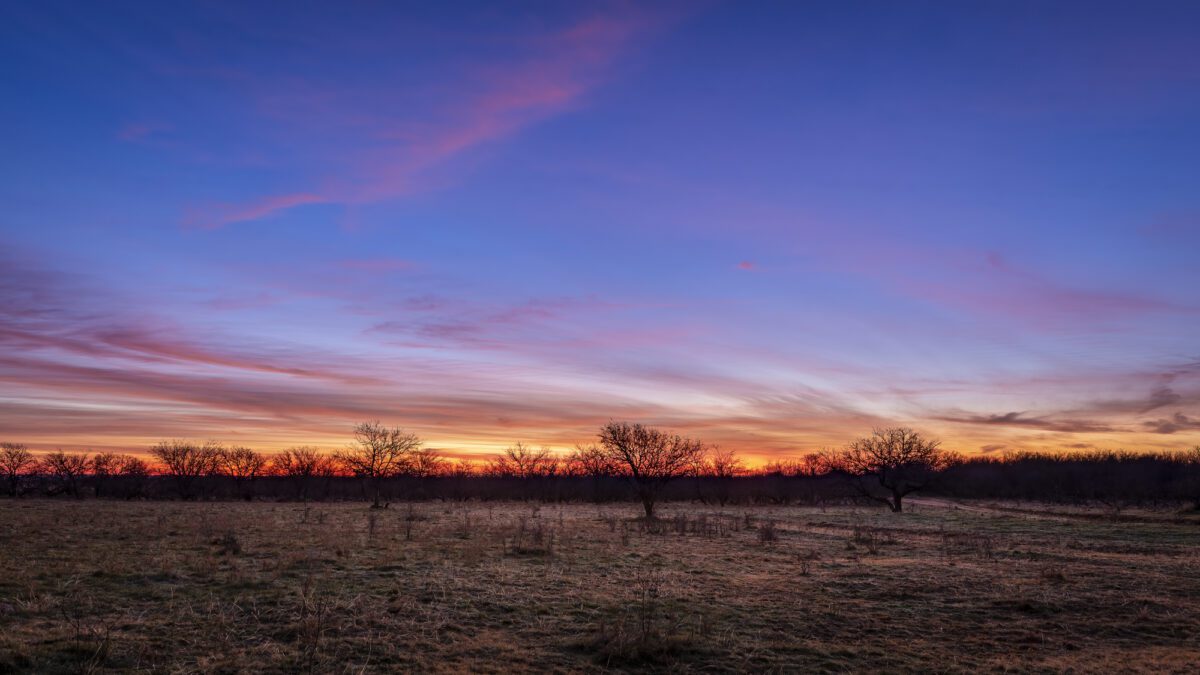 Sunrise Over Mesquite Trees In Northern Texas. - Texas News, Places, Food, Recreation, And Life.