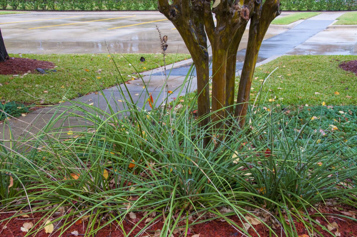 Texas nature. Plants under a coniferous tree near the visitor center of Texas. - Texas View