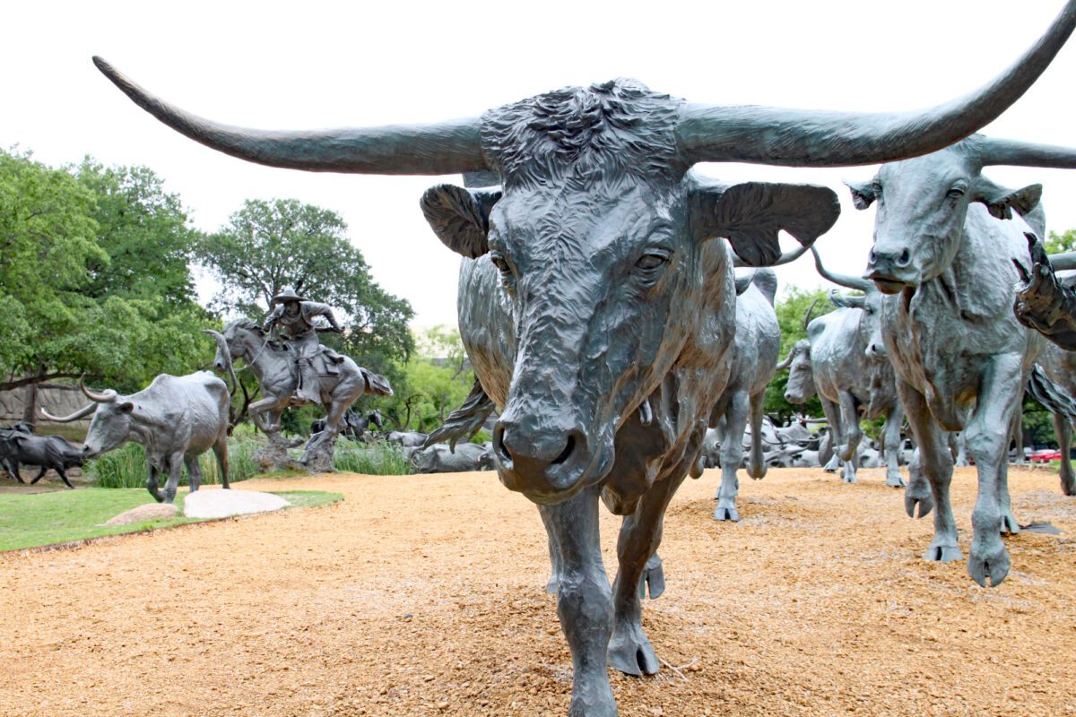 Pioneer Plaza Cattle Drive - Texas View