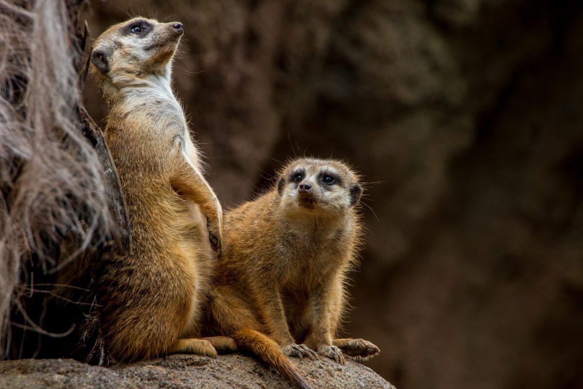 The Meerkat or Suricate Posing and Keeping Watch for Predators at Houston Zoo - Texas News, Places, Food, Recreation, and Life.