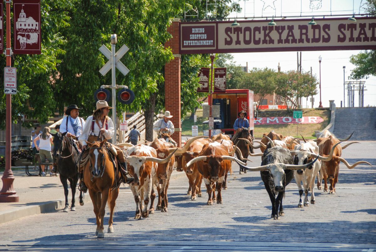 A herd of cattle parading through the Fort Worth Stockyards accompanied by cowboys on horseback - Texas View