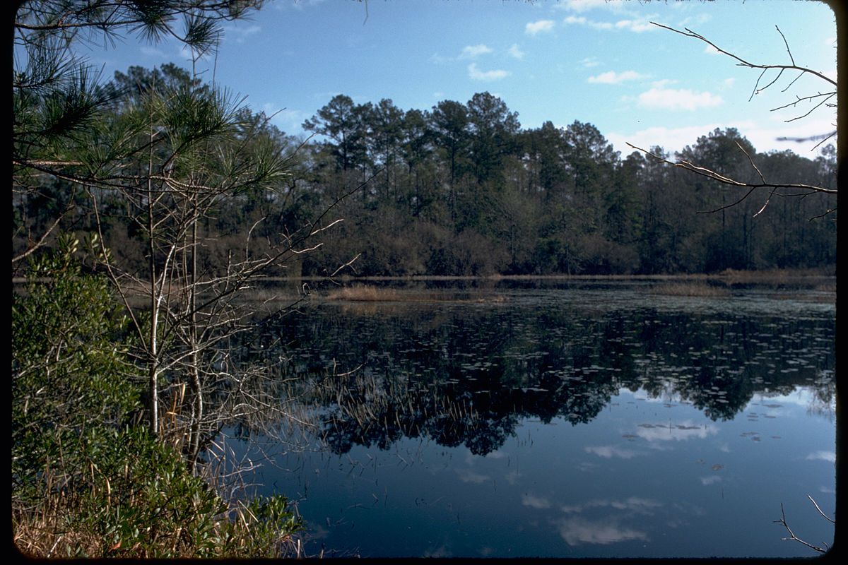 Big Thicket National Preserve - Texas News, Places, Food, Recreation, and Life.