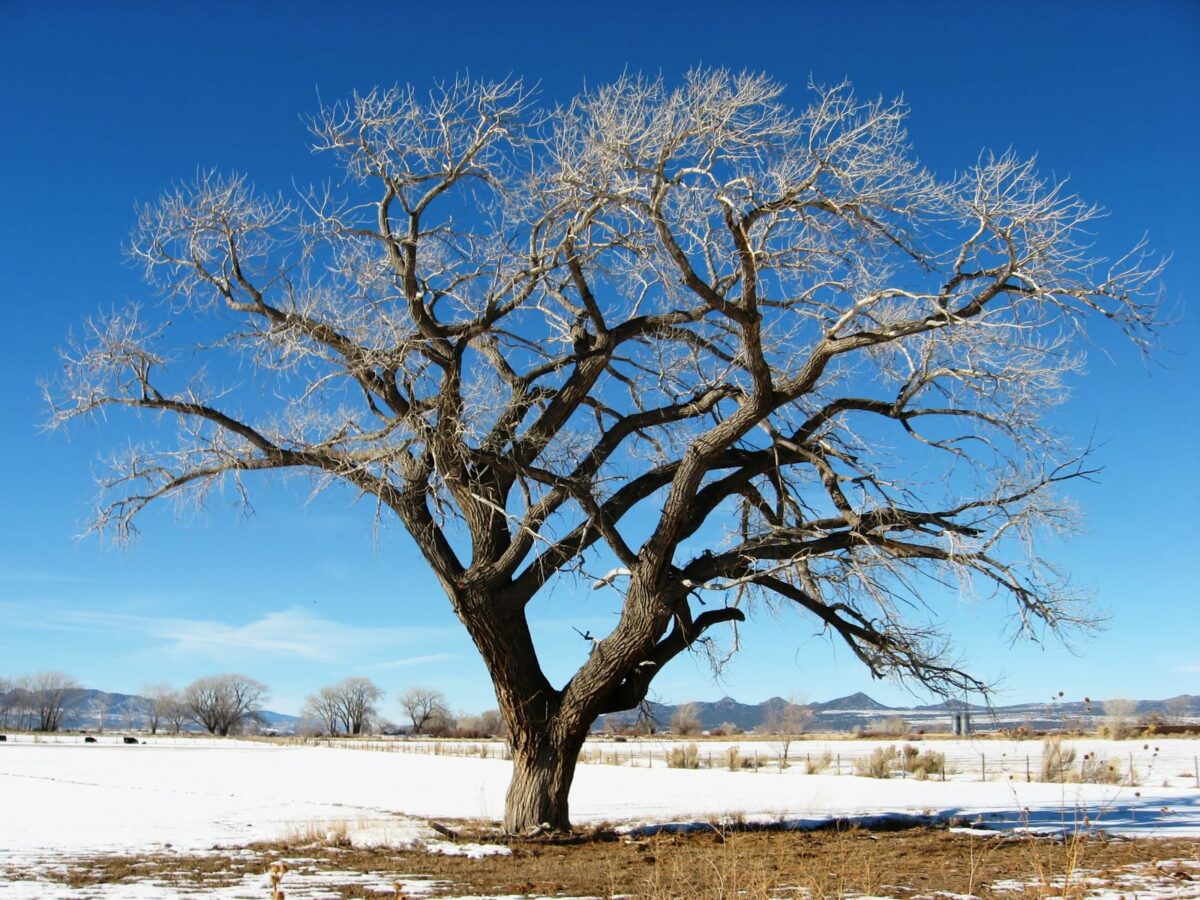Large cottonwood tree standing alone in a winter field - Texas News, Places, Food, Recreation, and Life.