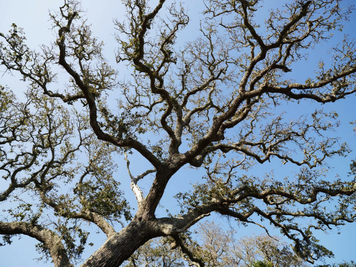 Low angle view of branches of live oak tree with blue sky in background 1 - Texas News, Places, Food, Recreation, and Life.