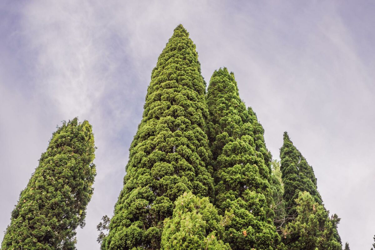Mediterranean cypress with round brown cones seeds against the sky - Texas News, Places, Food, Recreation, and Life.