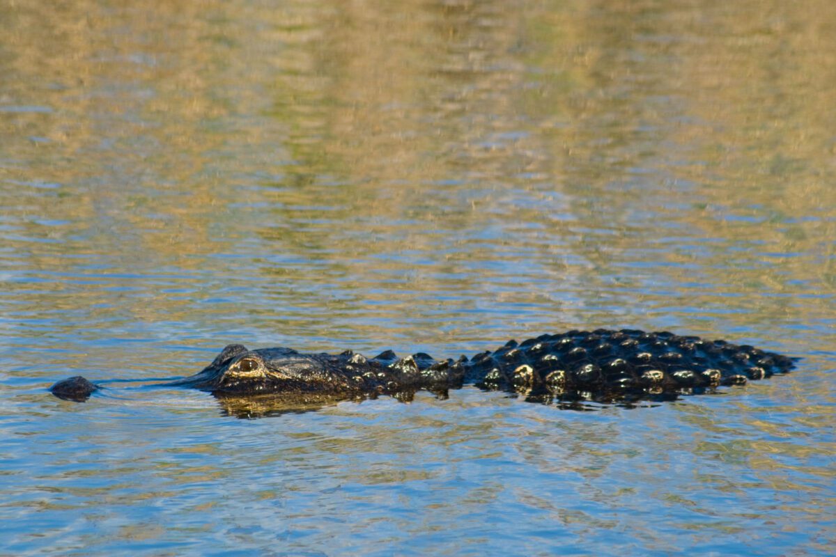 Theres an estimated 400000 to 500000 alligators in Texas - Texas View