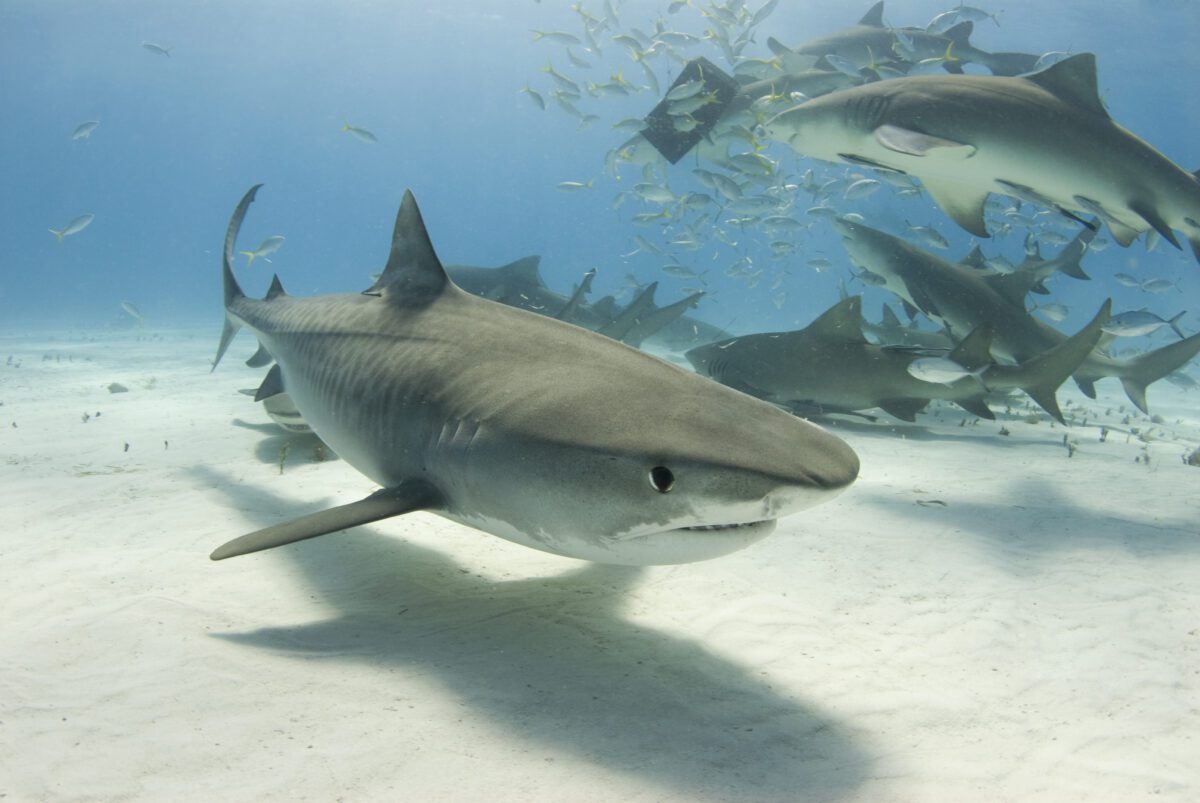 Tiger Sharks are among the most aggressive of all shark species - Texas View