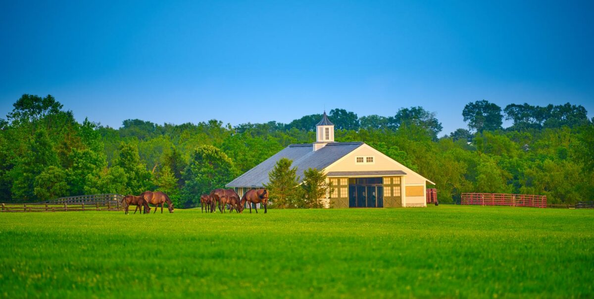 Thoroughbred horses grazing in a field with horse barn - Texas View