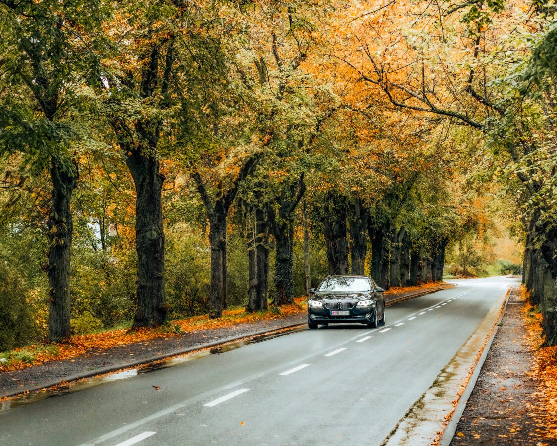 Car riding on a road among trees