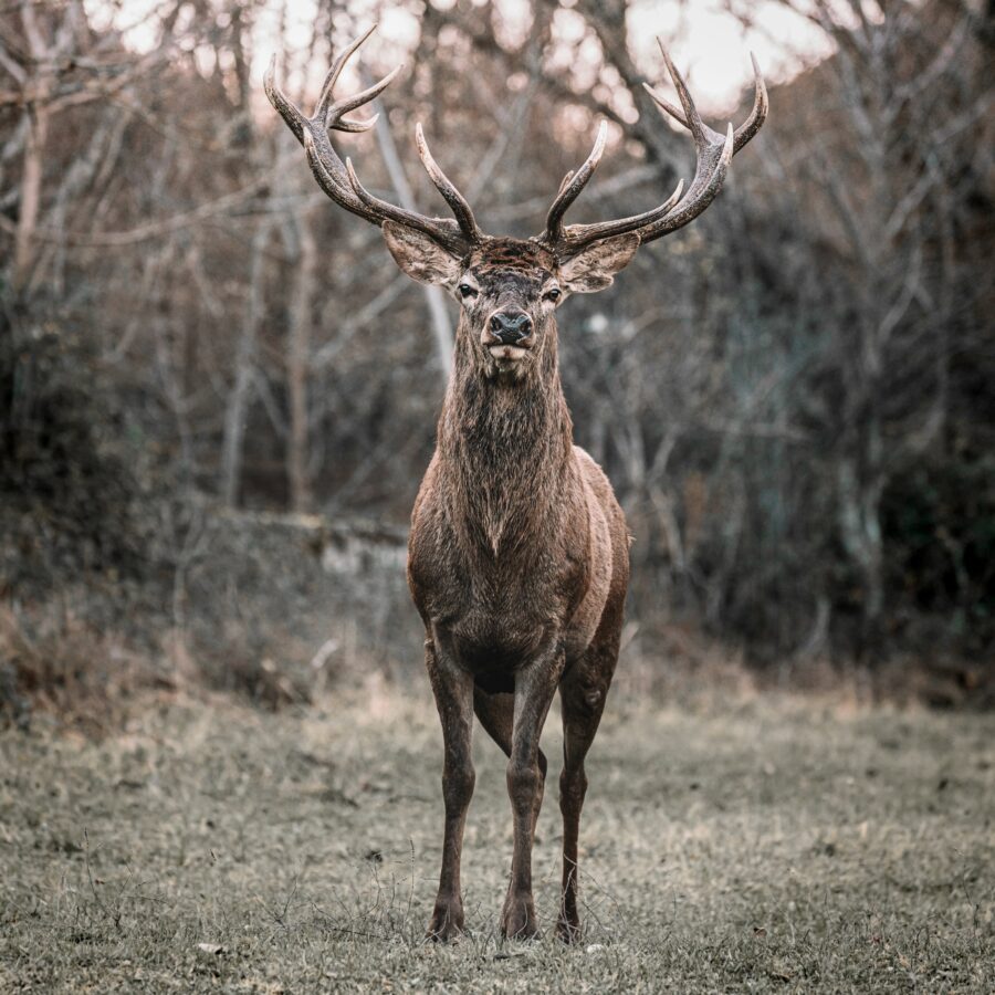wild deer | Abruzzo National Park
if you want, credit me by linking back to my website www.fdsmilano.it | my instagram @didiofederico