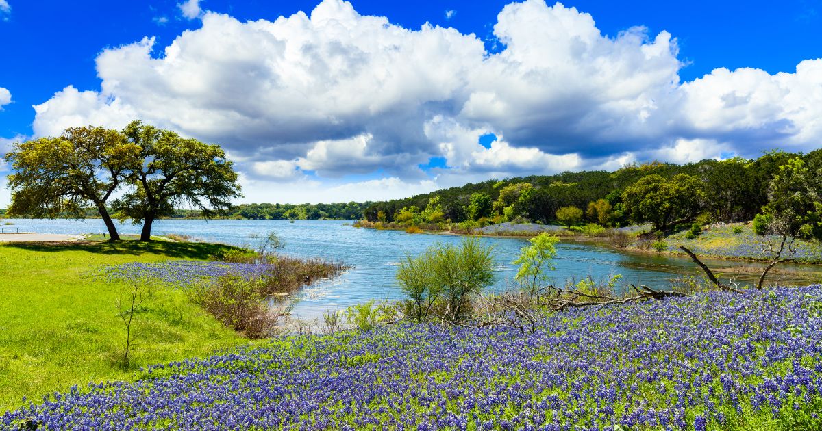 Texas bluebonnets - Texas View