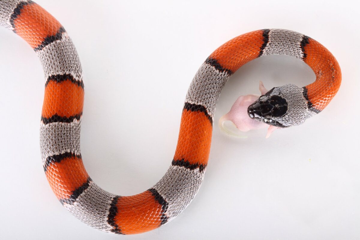 photograph of a beautiful coral snake false on a white background - Texas View
