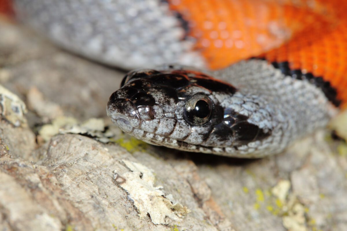 portrait of a false coral snake - Texas View