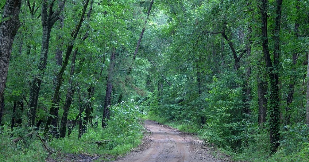 Davy Crockett National Forest Trails - Texas View