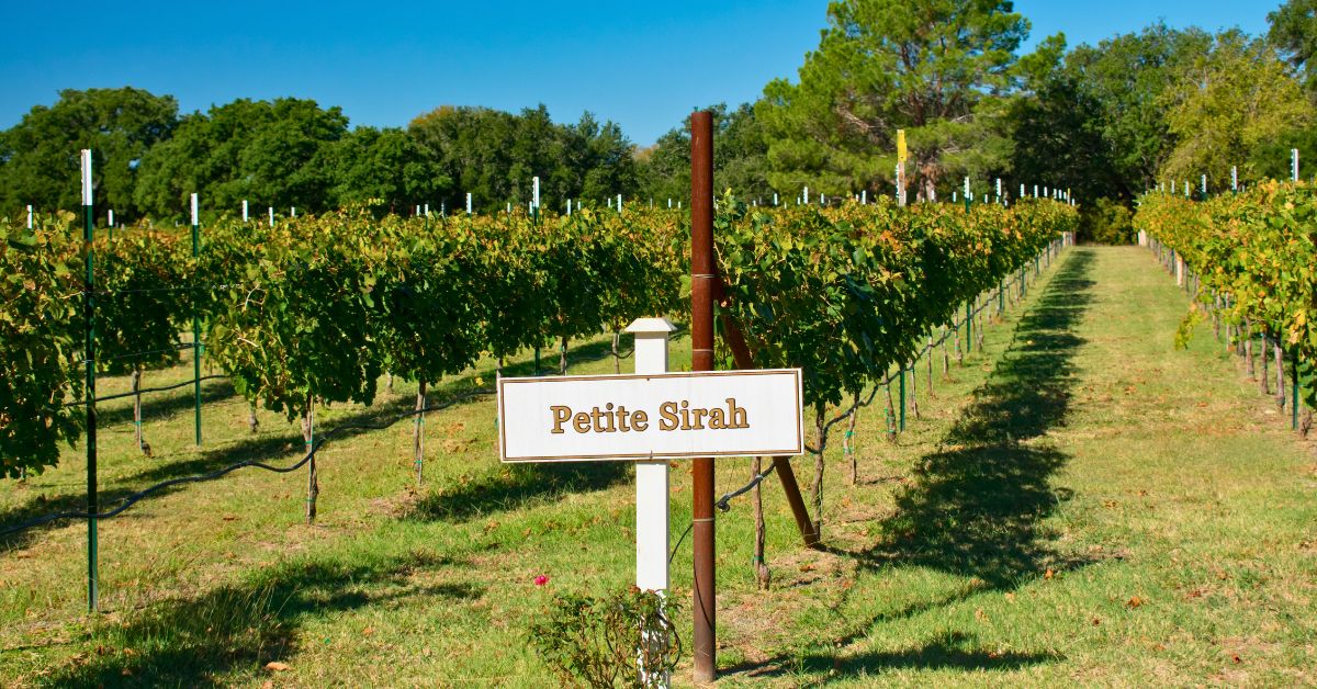 Petite Sirah Grapes Growing in Fredericksburg Texas Vineyard - Texas View