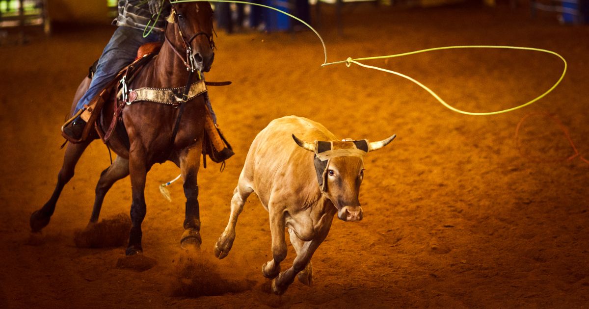 Rodeo Team roping - Texas View